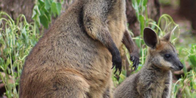 Joeys in the Aussie Walkthrough