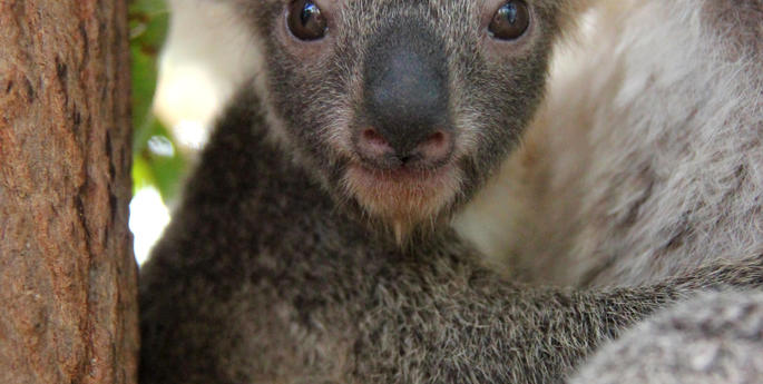 Taronga celebrates season’s first koala joey