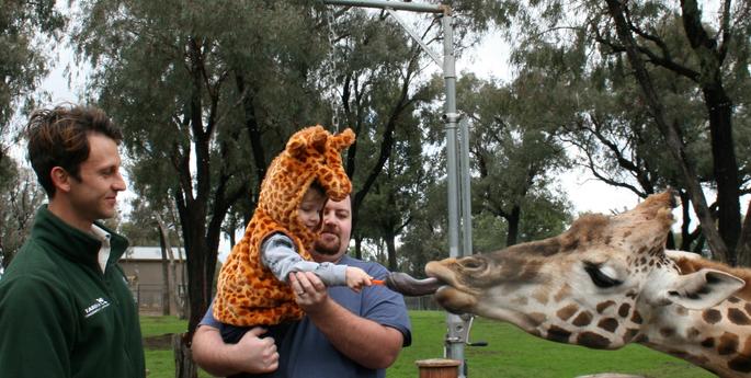 Celebrating World Giraffe Day