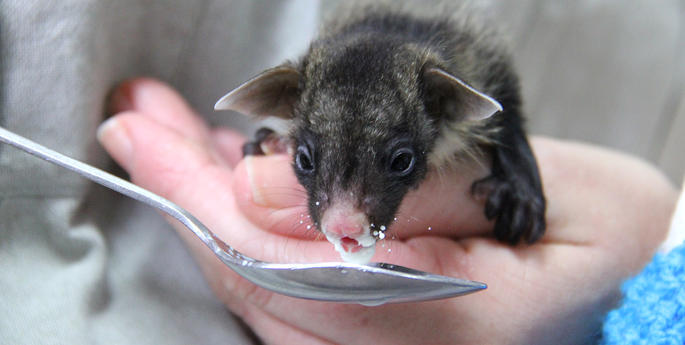 Tiny glider finds a new mum at Taronga