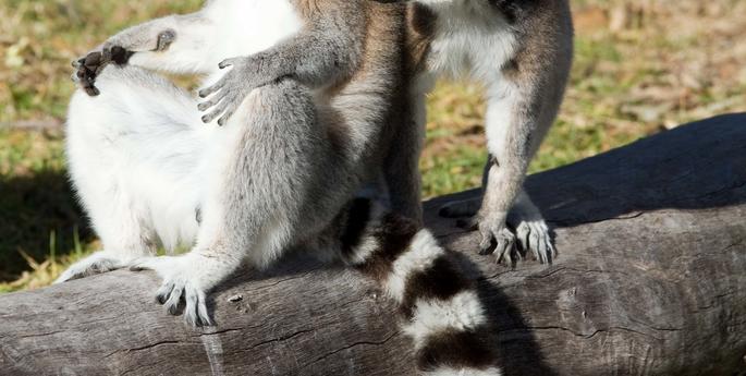 From Italy with Love