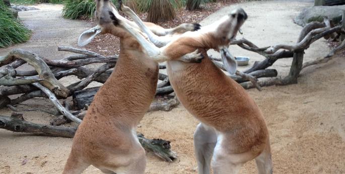 Boxing with Birubi