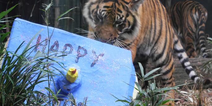 Cubs reach their 12 month milestone