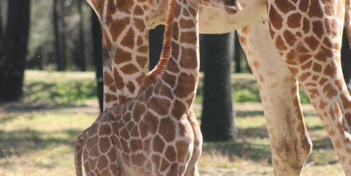 Baby Boom at the Zoo
