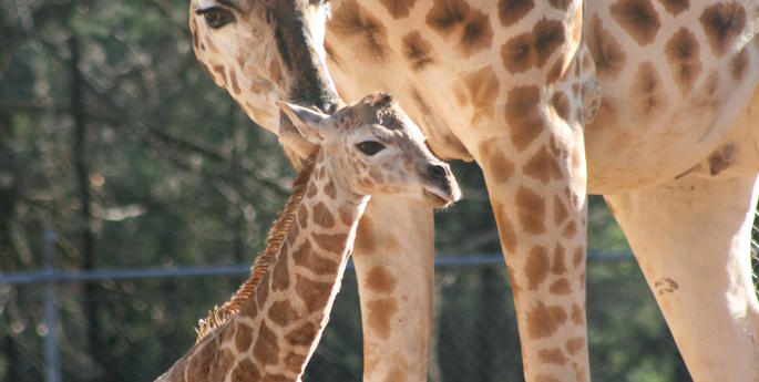 Zoo welcomes male Giraffe calf