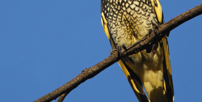 A rare sight at the Zoo