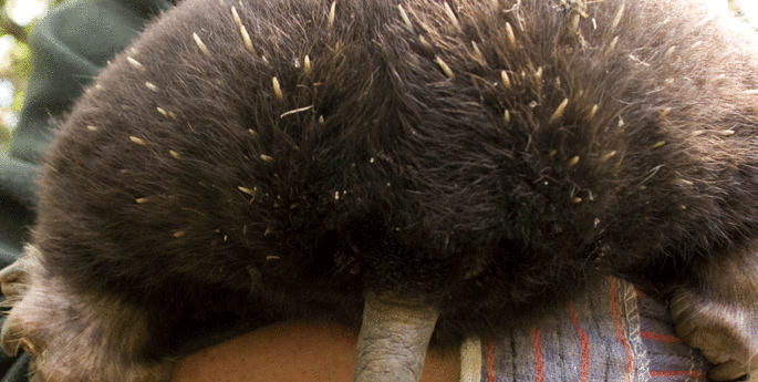 Zoological Hidden Treasure