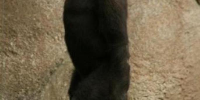 Mahale passes the milestones his own way