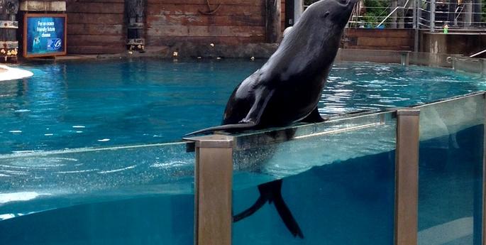 A Seal star is born