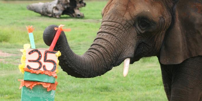 Happy Birthday to Zoo!