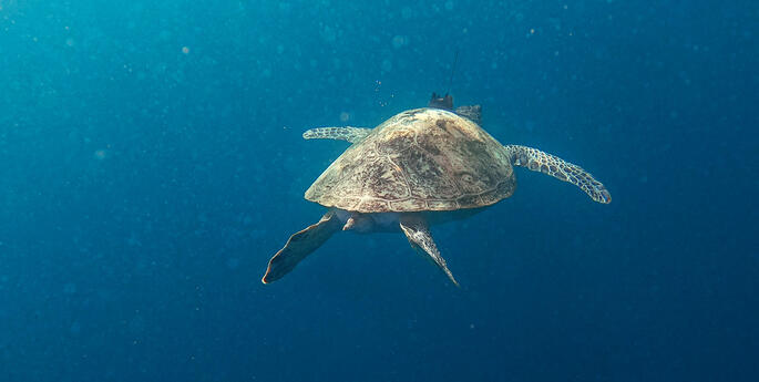 Green Turtle released back into wild