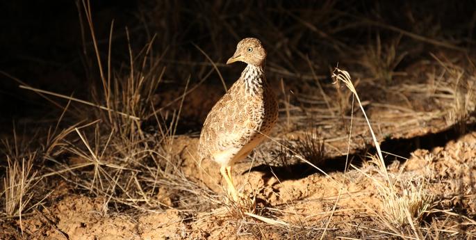 A little known Aussie