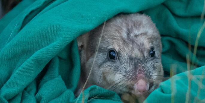 Record-breaking year for conservation at Taronga Western Plains Zoo