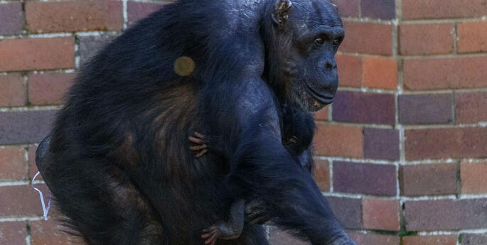 Taronga celebrates birth into Chimpanzee community