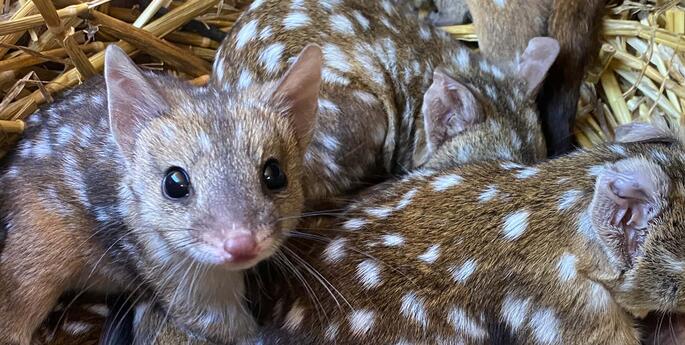 Long journey home for endangered chuditch