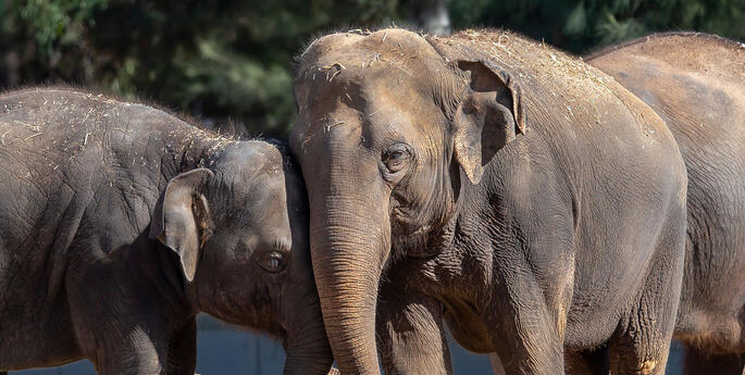 Celebrate World Elephant Day