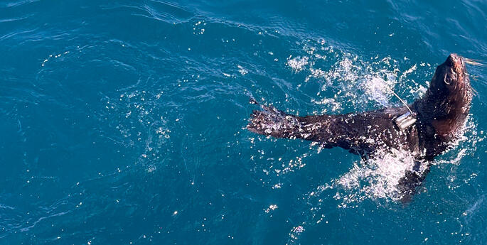 Release of injured seal reveals the secret life of her species