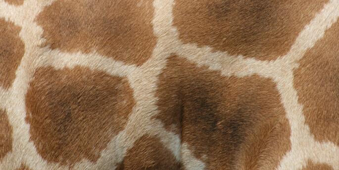 Stand tall for World Giraffe Day