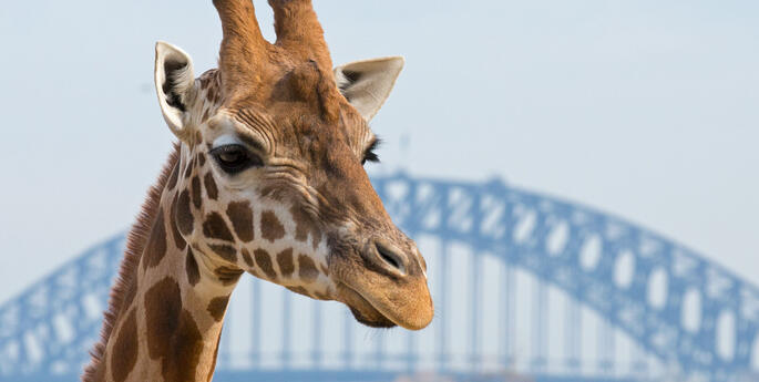 Visa partners with Taronga