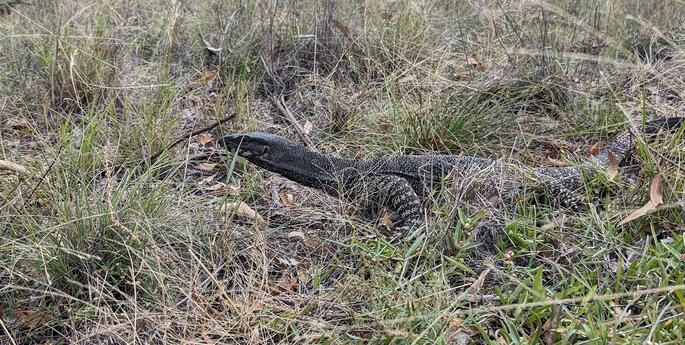 Goanna goes home