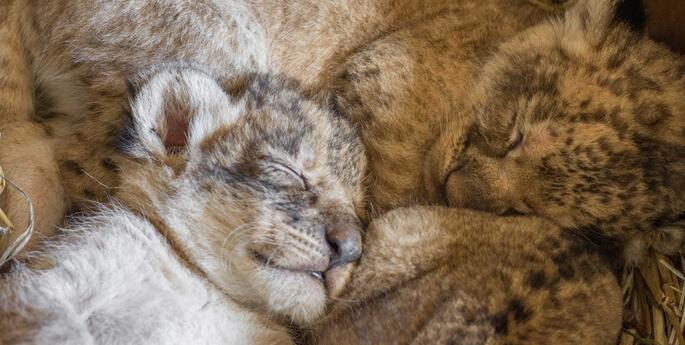 ROARSOME NEWS: Birth of lion cub trio in Dubbo