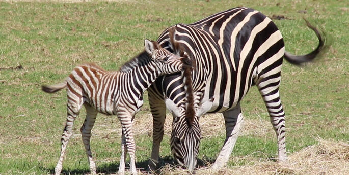 Dubbo Zoo’s new Zebra foal right on time for the School Holidays