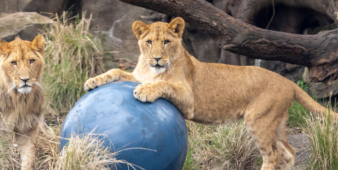 Taronga Zoo Celebrates Lion Cubs' 1st Birthday