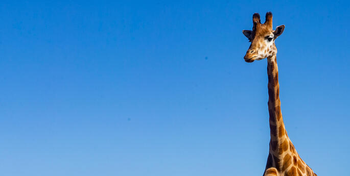 World Giraffe Day 2023