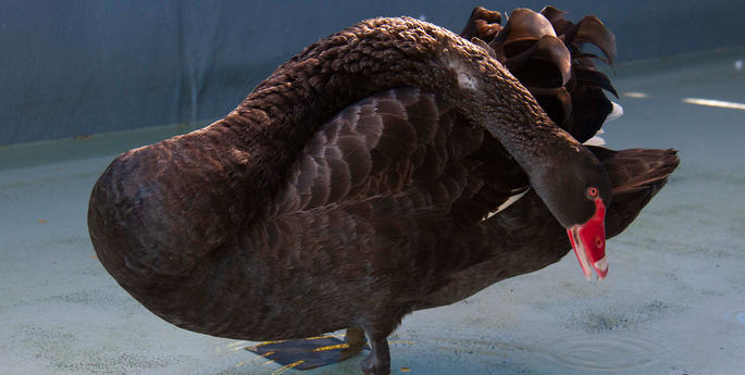 Fishing debris a serious hazard to native birds