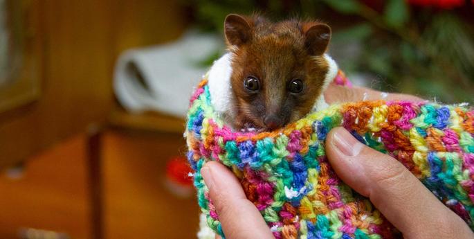 Orphaned ringtail joey finds a surrogate mum