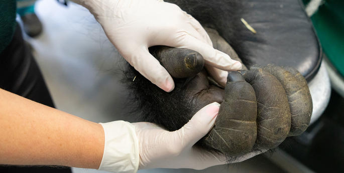 Amazing photos of Taronga’s Silverback Gorilla on the operating table