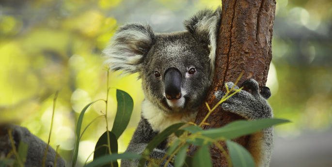 A home among the gum trees
