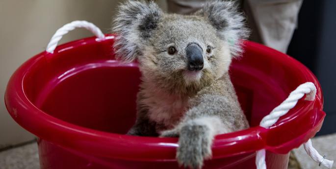 Ongoing drought increases pressure on Koalas