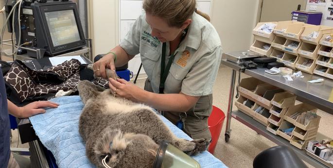 Koala in need of specialised care