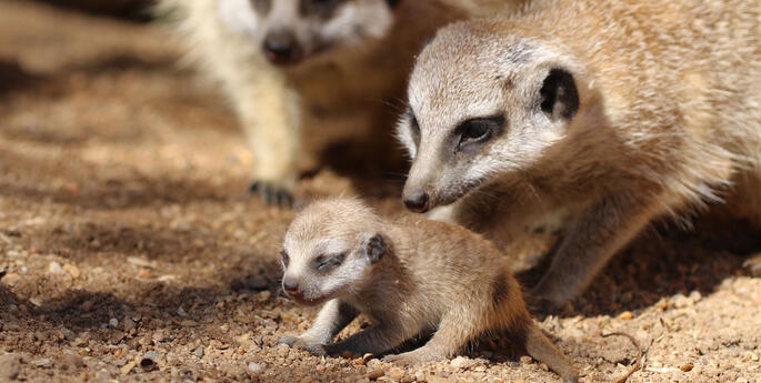 Meerkat Mob Expands