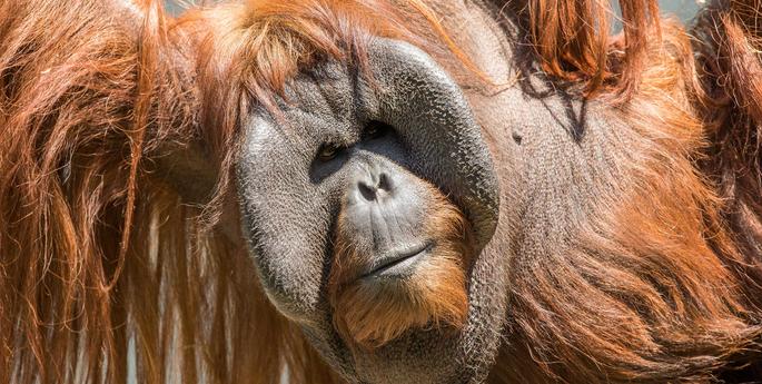 Choose sustainable palm oil