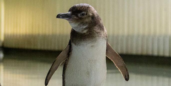 Little Penguin moulting season