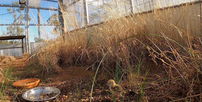 Breeding success for rare Australian bird