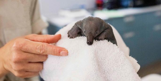 Orphaned puggle at Taronga Wildlife Hospital