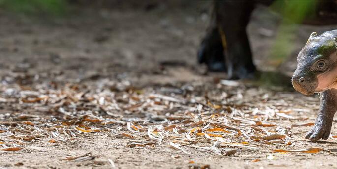 Baby boom hits Taronga Zoo