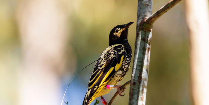 Record-breaking breeding season