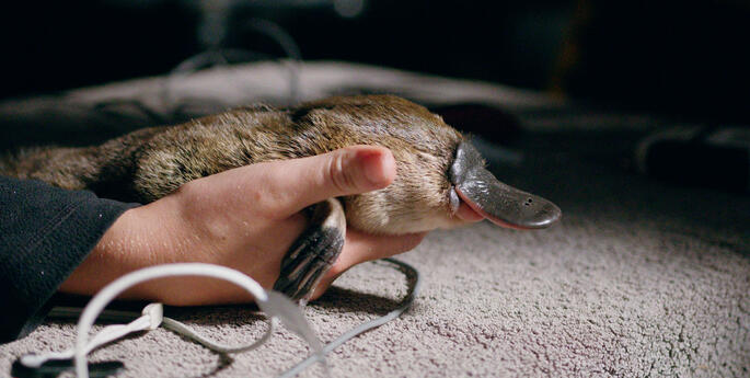 First-ever platypus translocation in NSW results in breeding success