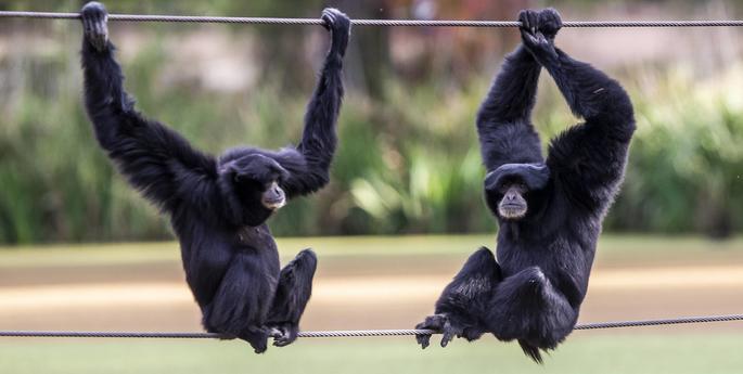 Our Siamangs are calling on you