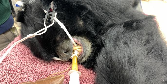 Caring for an aged Siamang Ape