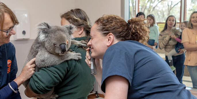 Wildlife Hospital turns 1!