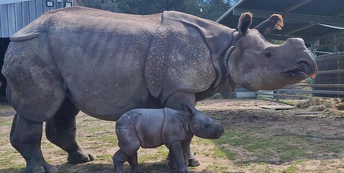 Greater One-horned Rhino calf born in Dubbo