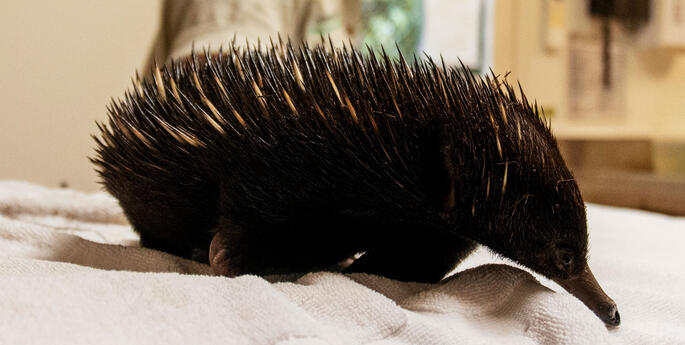 Little Weja learns to be a 'real' echidna