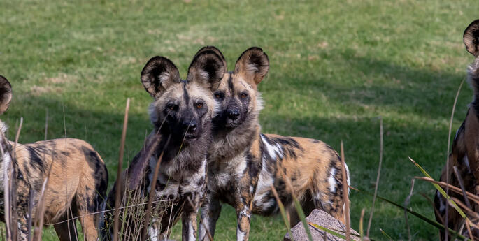 World African Wild Dog Day