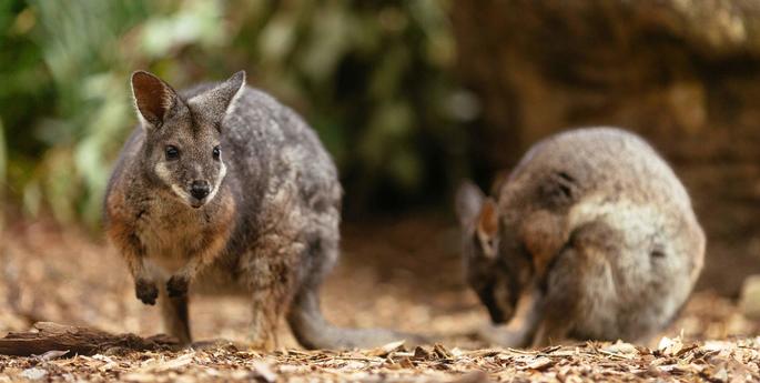 What to do if you find wildlife injured by the bushfires