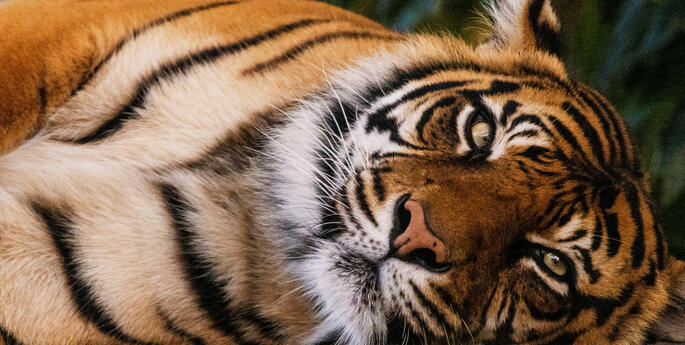 Year of the Tiger
